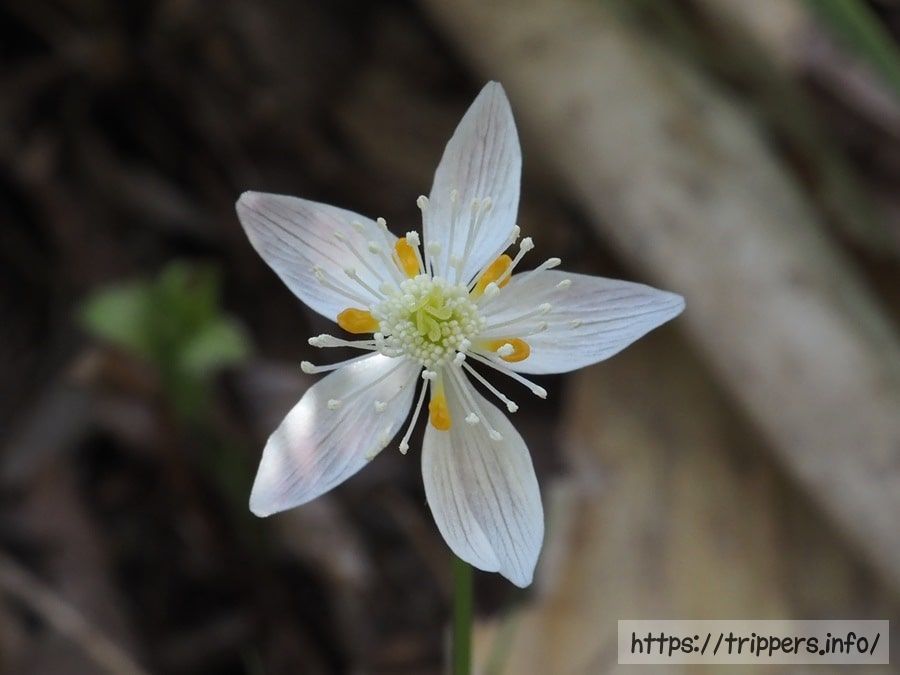 ミツバオウレン