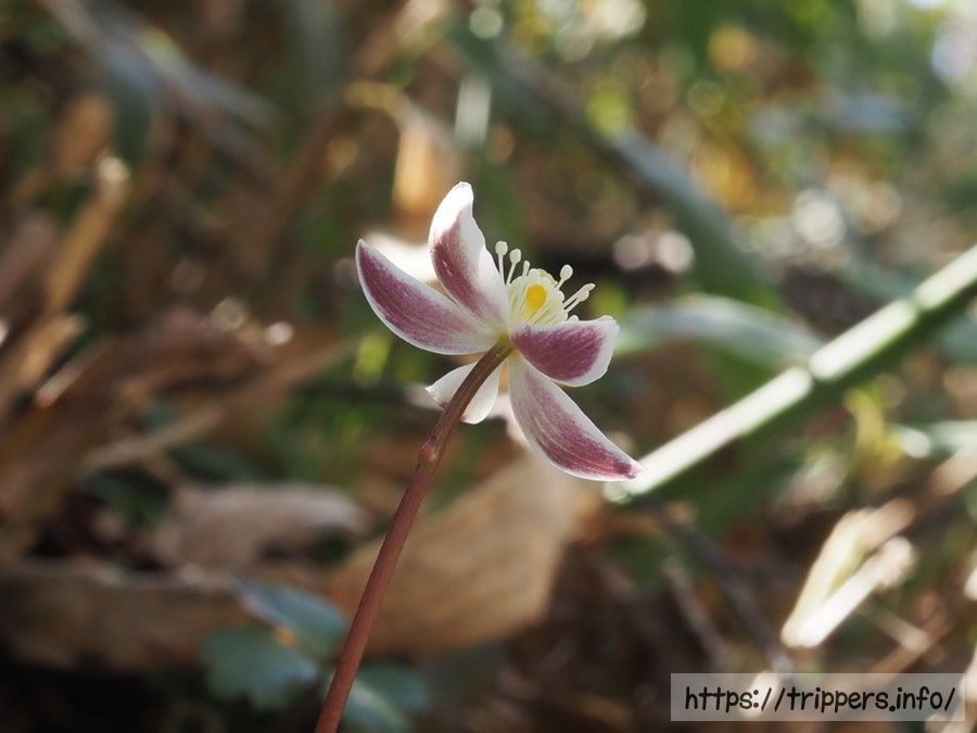 ミツバオウレン