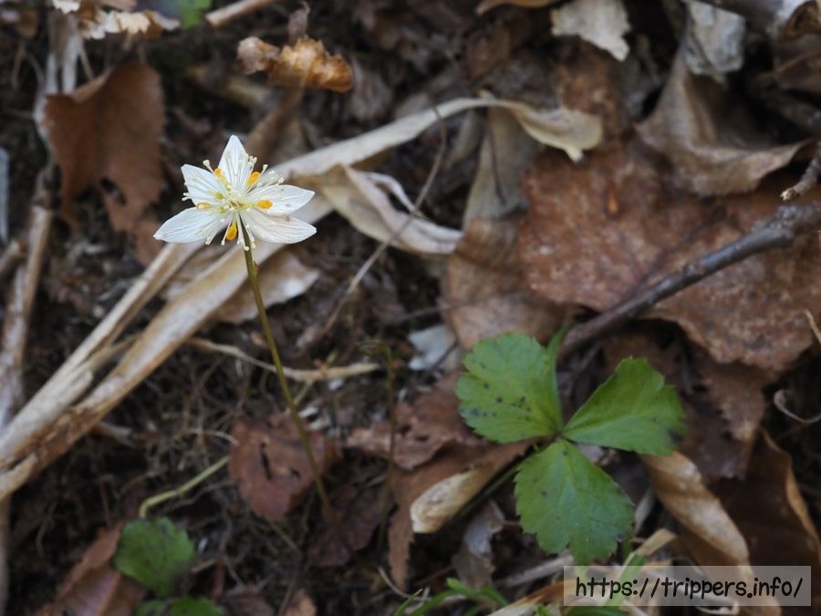 ミツバオウレン