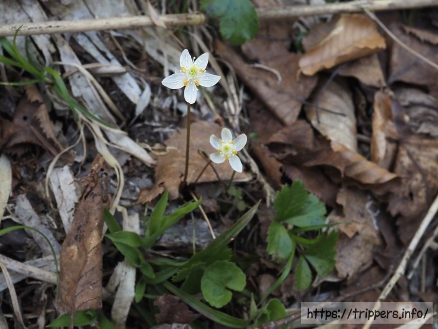 ミツバオウレン