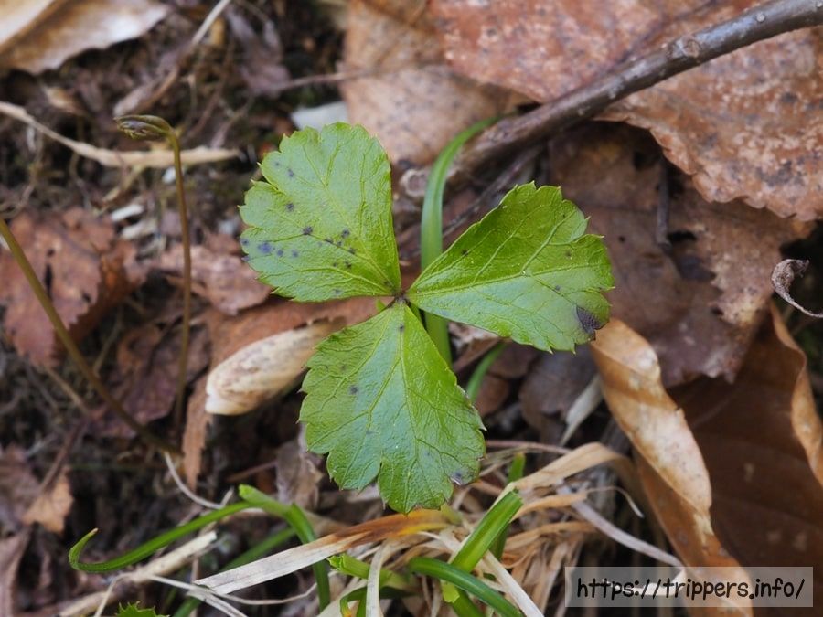 ミツバオウレン
