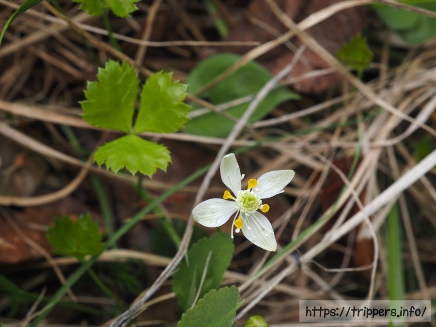 ミツバオウレン