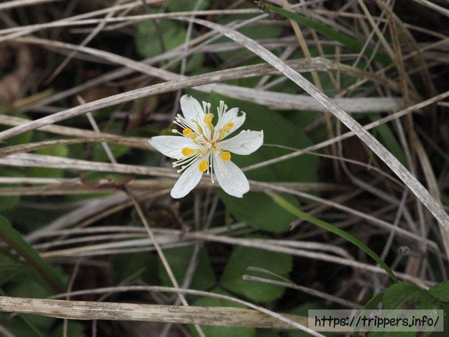 ミツバオウレン