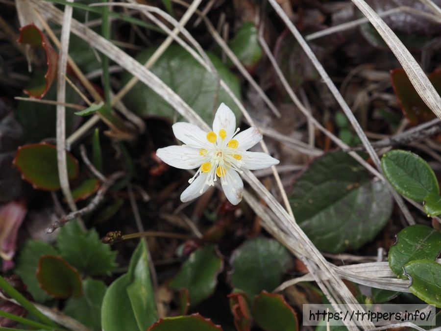 ミツバオウレン