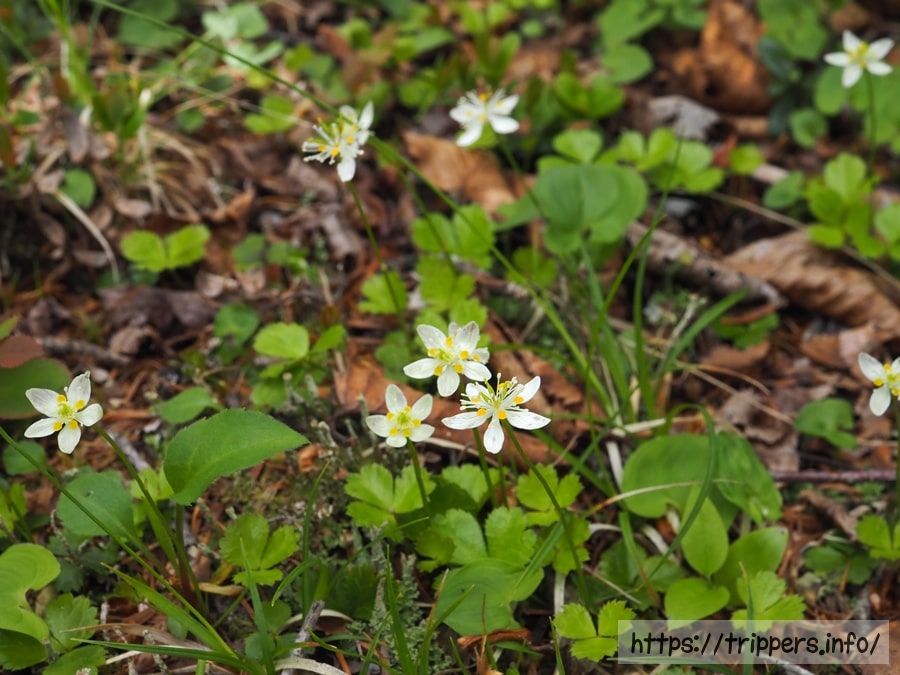 ミツバオウレンの群生