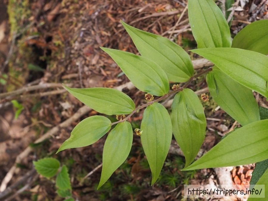 タケシマランの葉