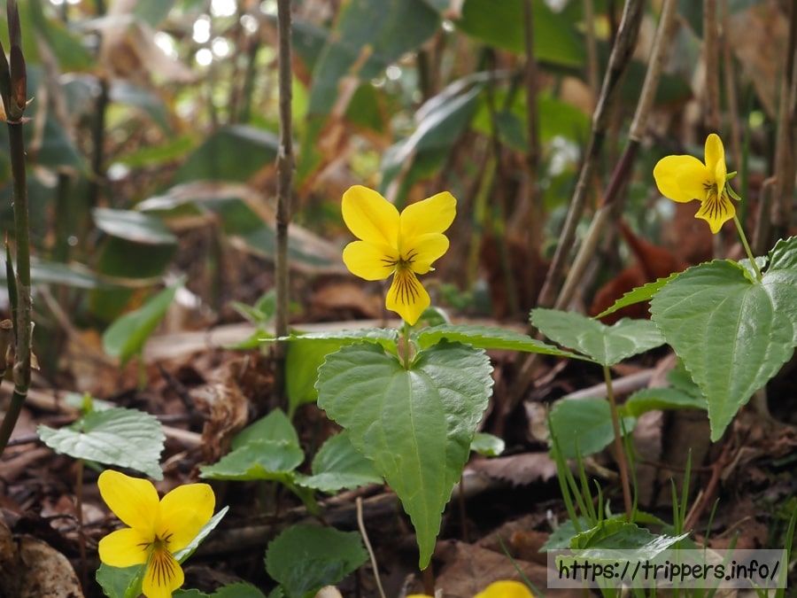 ミヤマキスミレ