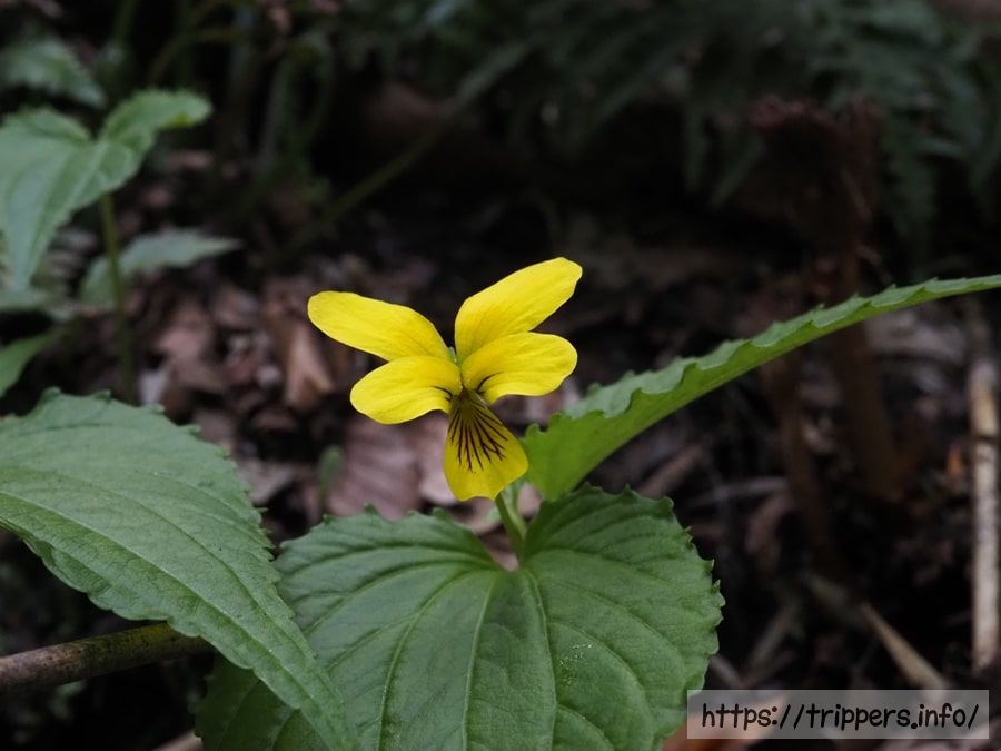 ミヤマキスミレ