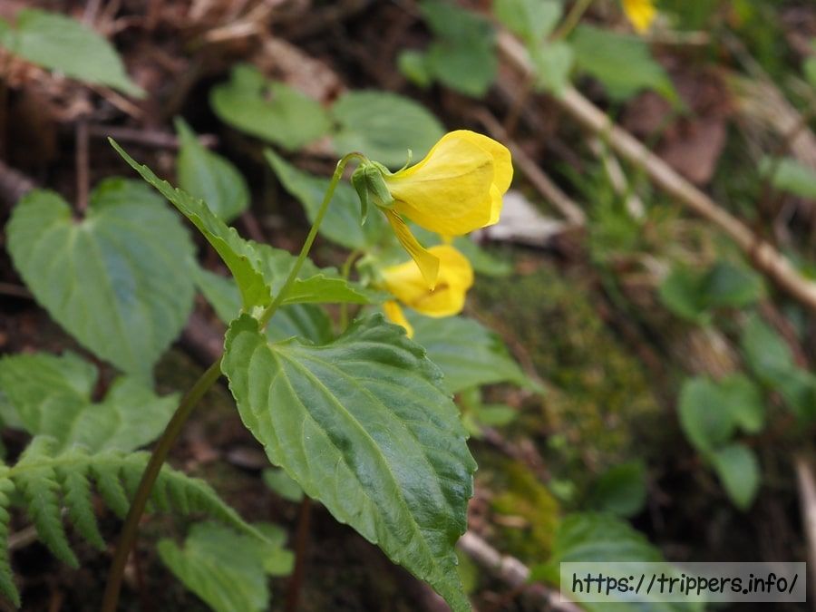 ミヤマキスミレ