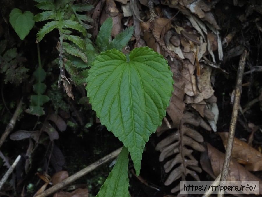 ミヤマキスミレの葉