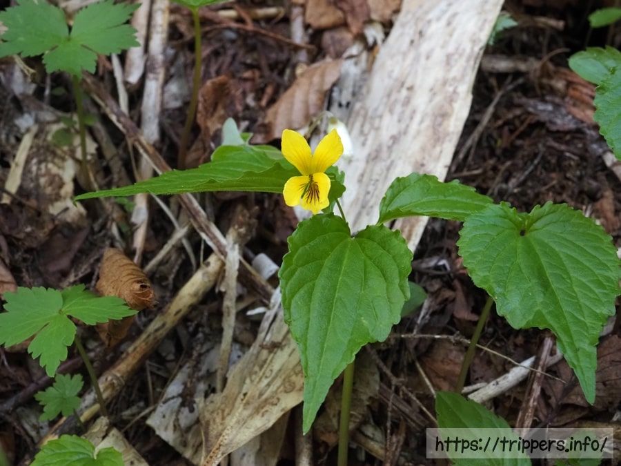 ミヤマキスミレ