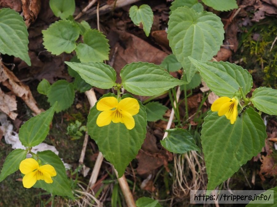 ミヤマキスミレ