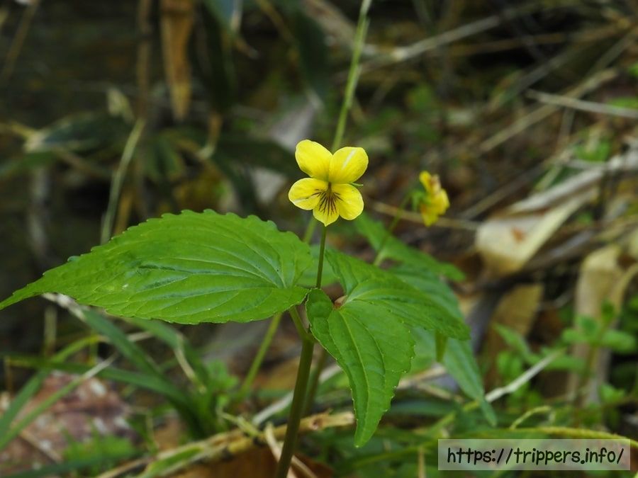 ミヤマキスミレ