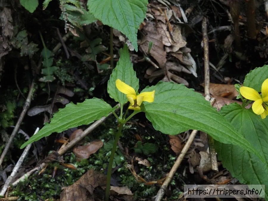 ミヤマキスミレ
