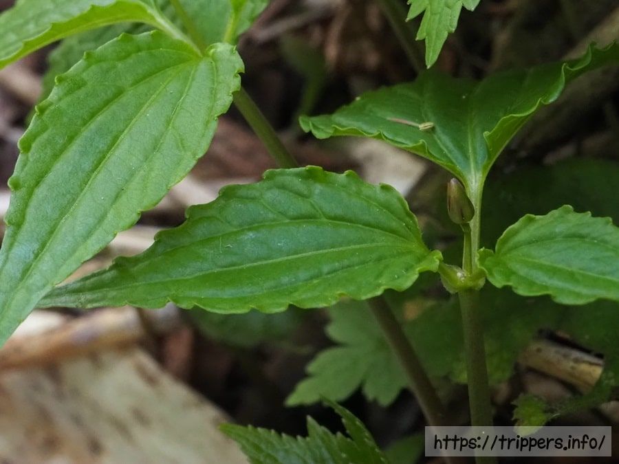 ミヤマキスミレ
