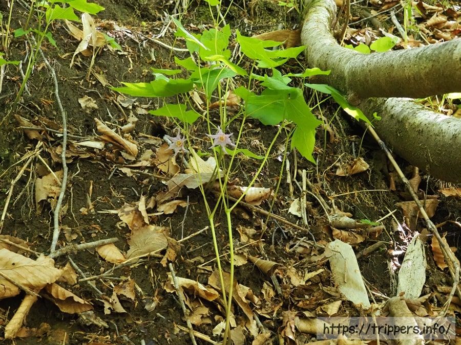 トガクシソウの自生地
