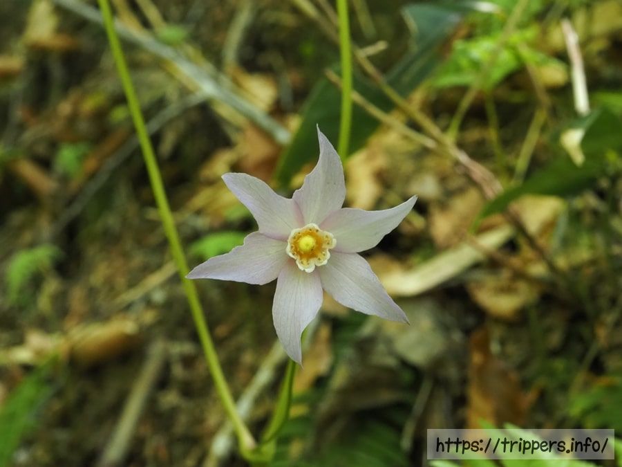 トガクシソウの花