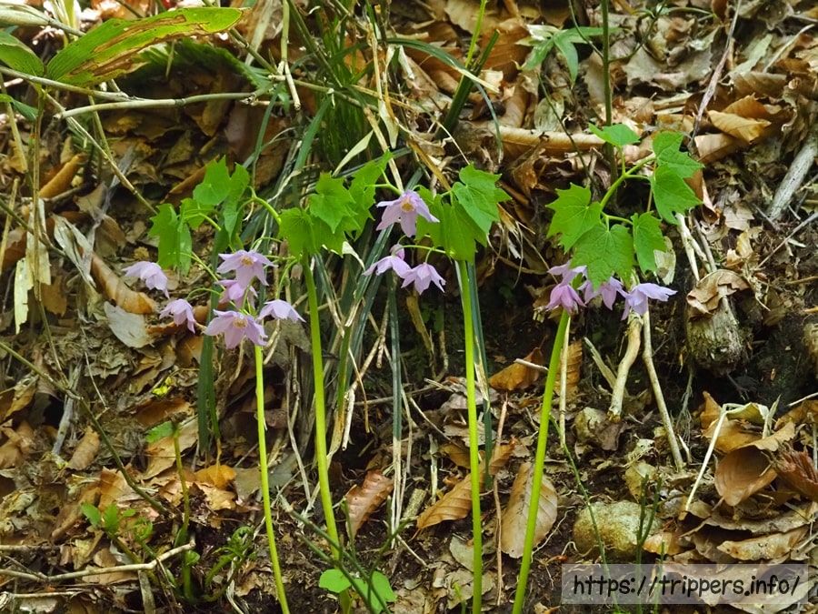 トガクシショウマ