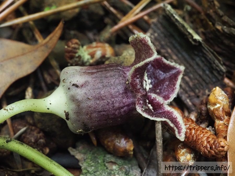 アマギカンアオイ