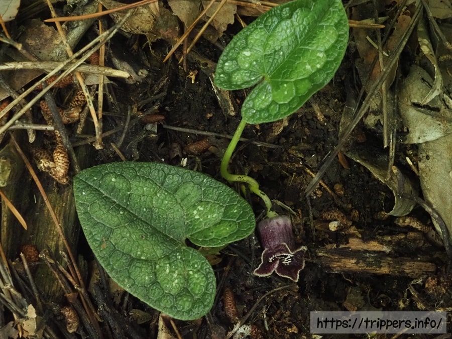 アマギカンアオイ