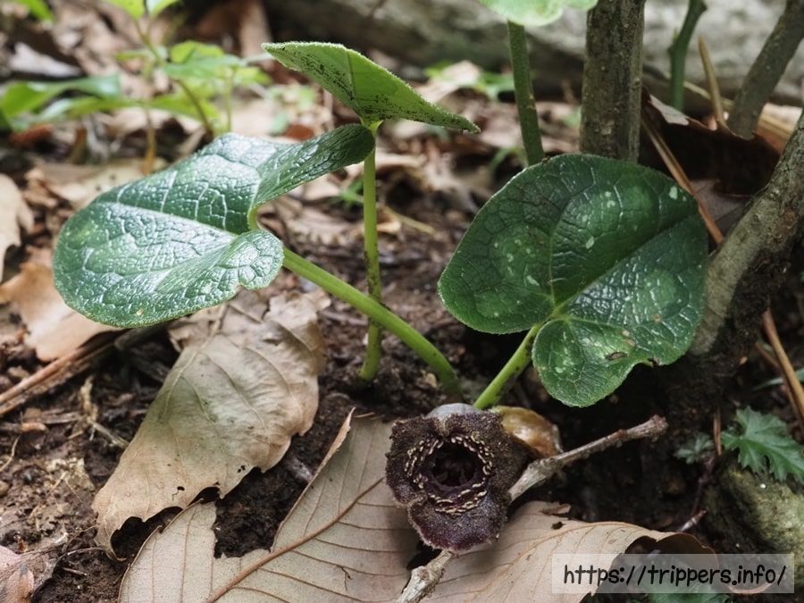 アマギカンアオイ