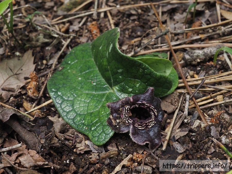 アマギカンアオイ