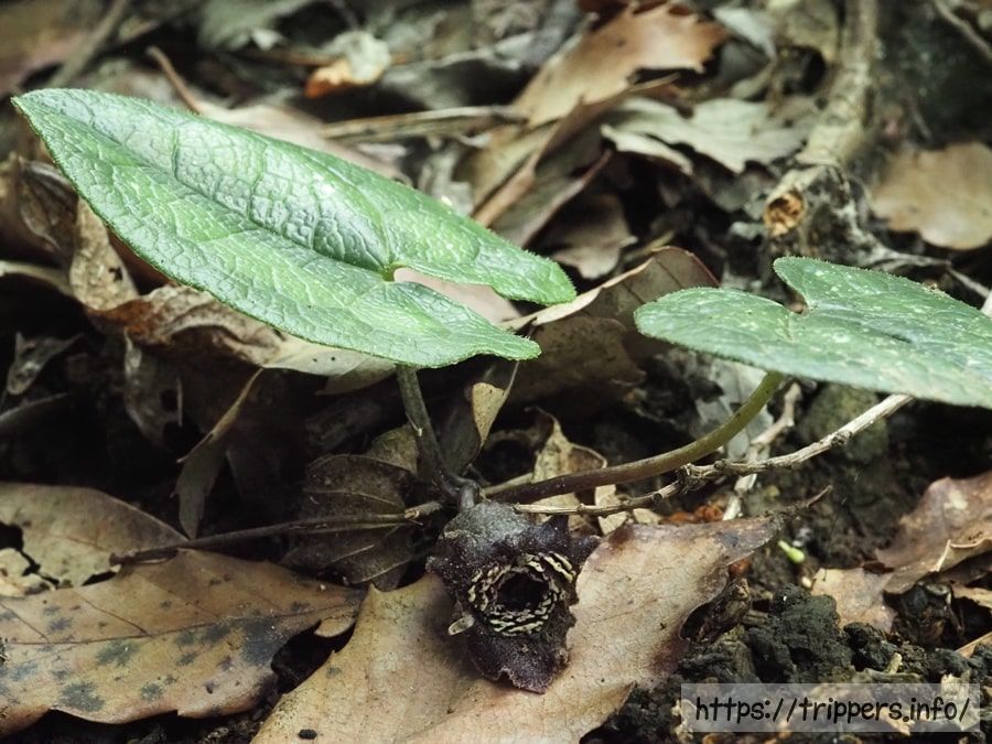 アマギカンアオイ