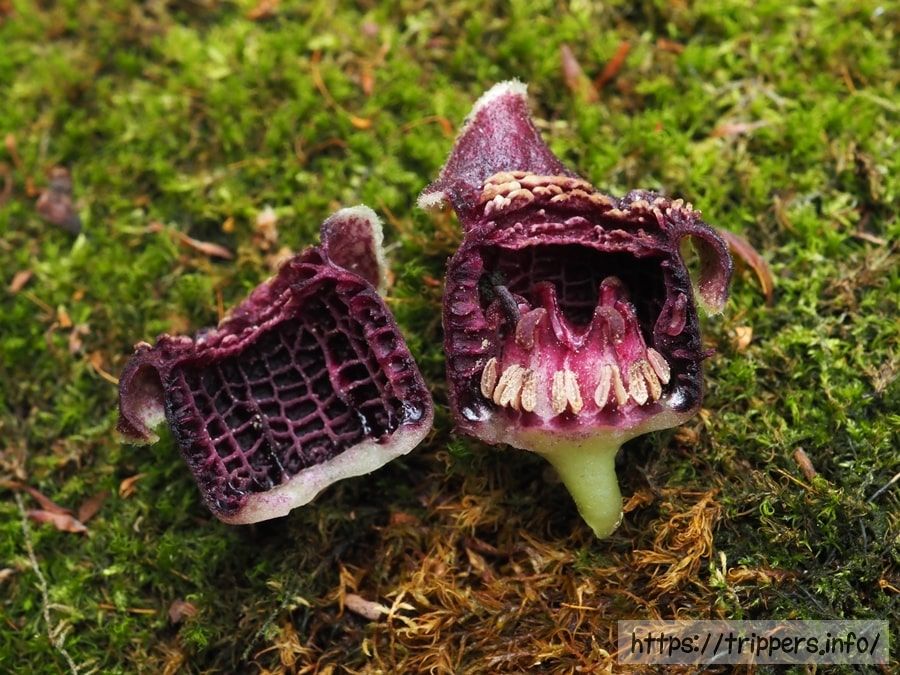 アマギカンアオイの萼筒内壁