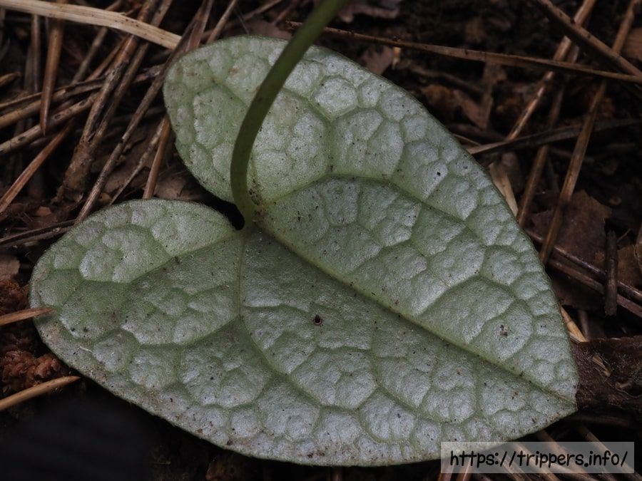 アマギカンアオイ