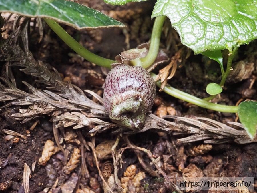 アマギカンアオイ