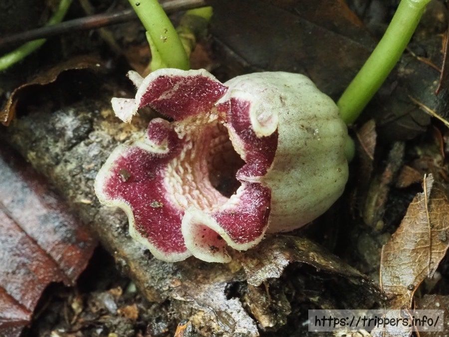 アマギカンアオイ