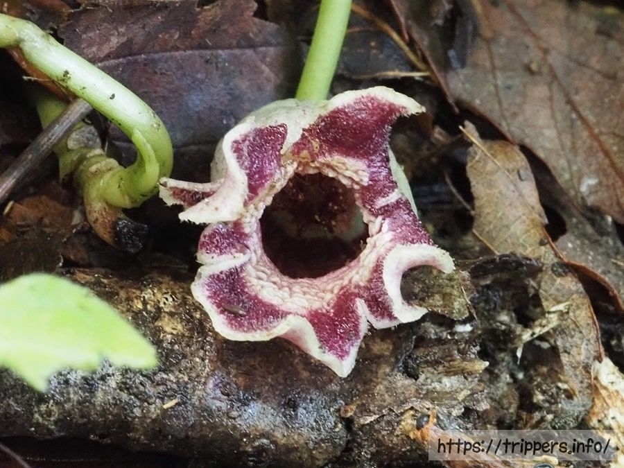 アマギカンアオイ