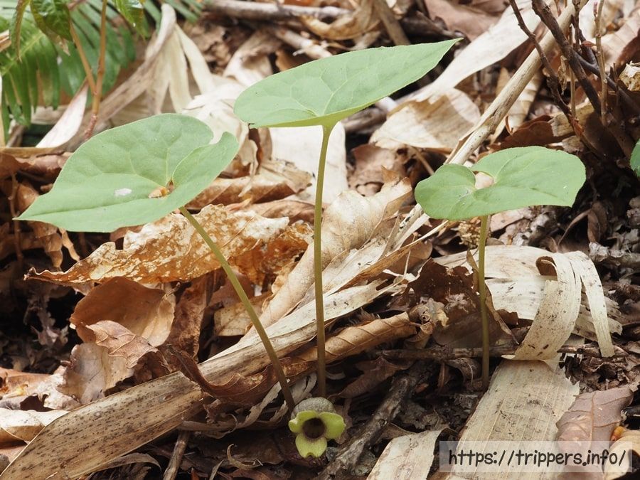 ミクニサイシン