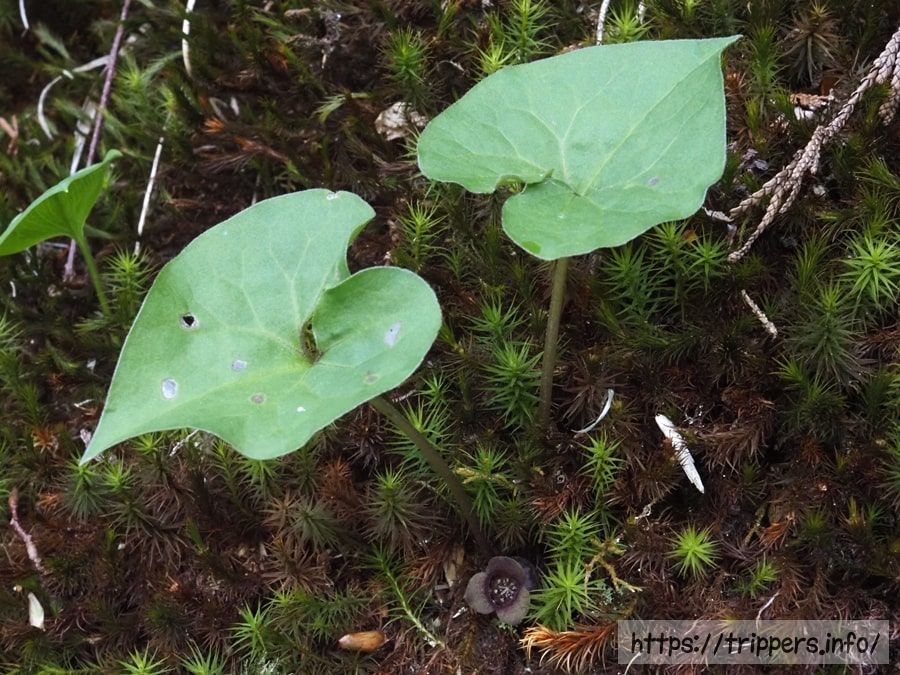 ミクニサイシンの葉