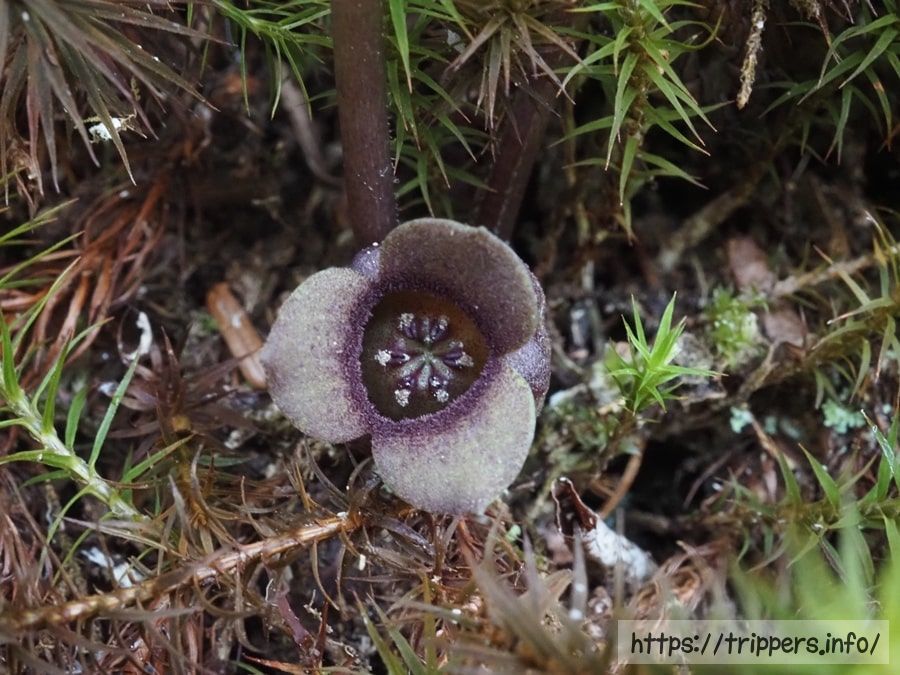 ミクニサイシンの花