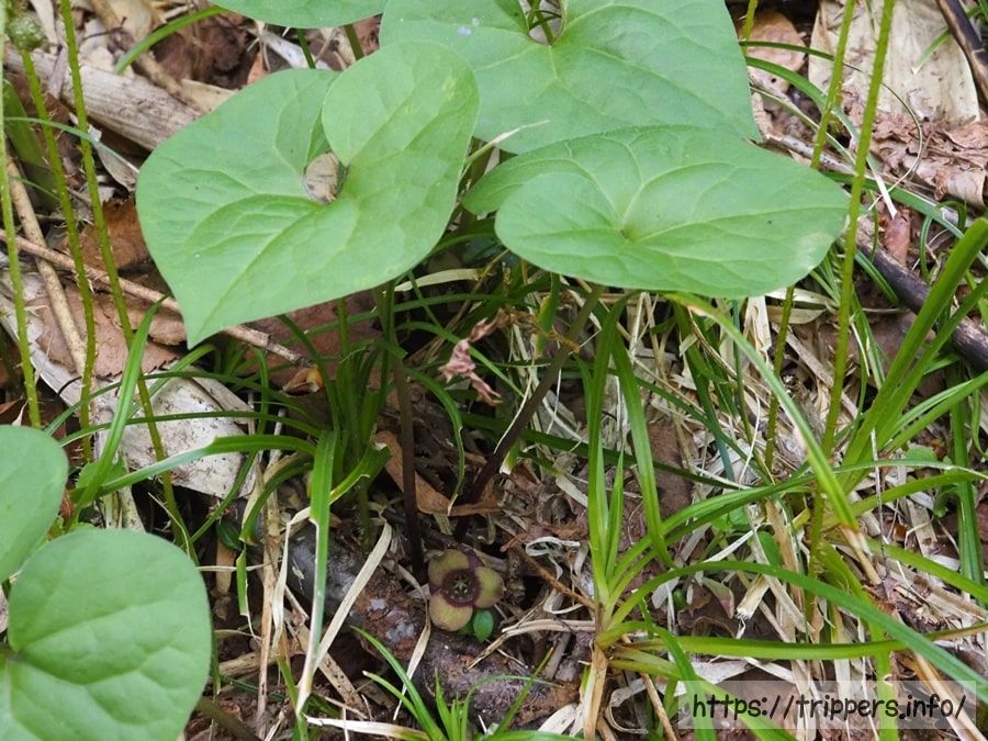 ミクニサイシン