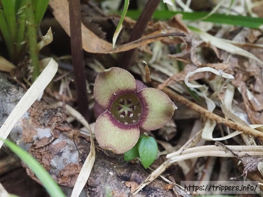 ミクニサイシン