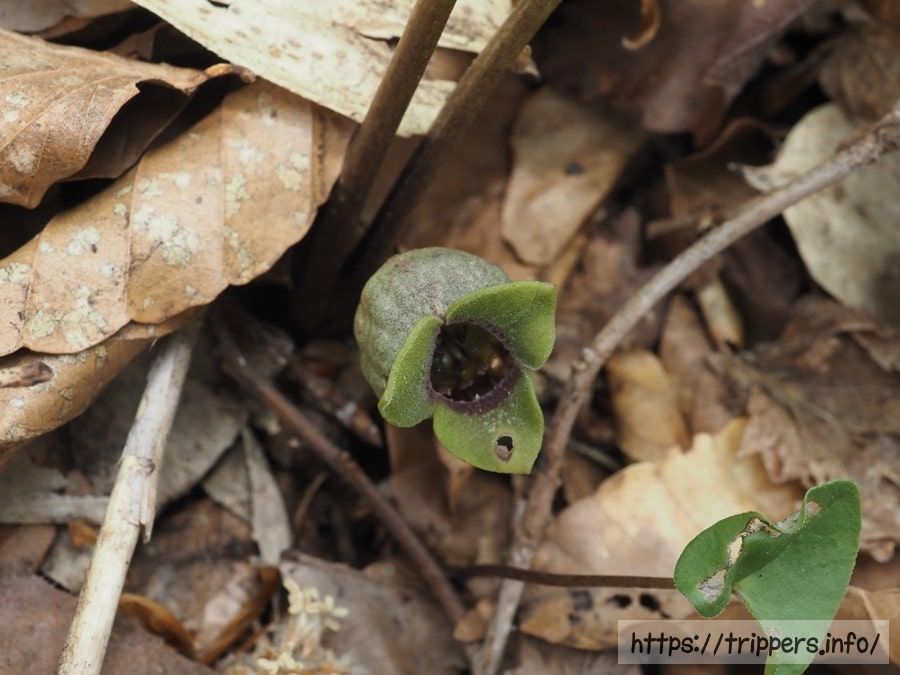 ミクニサイシン