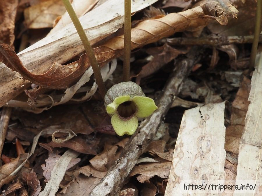 ミクニサイシン