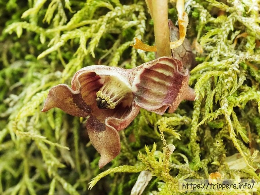 ミクニサイシンの萼筒内壁