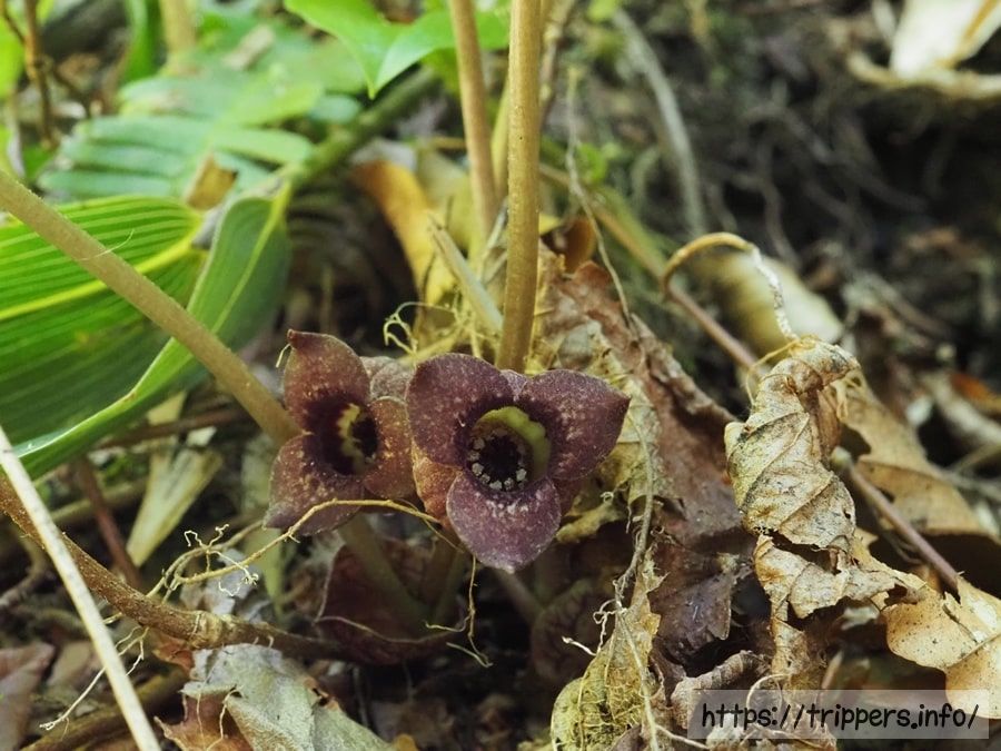 ミクニサイシン