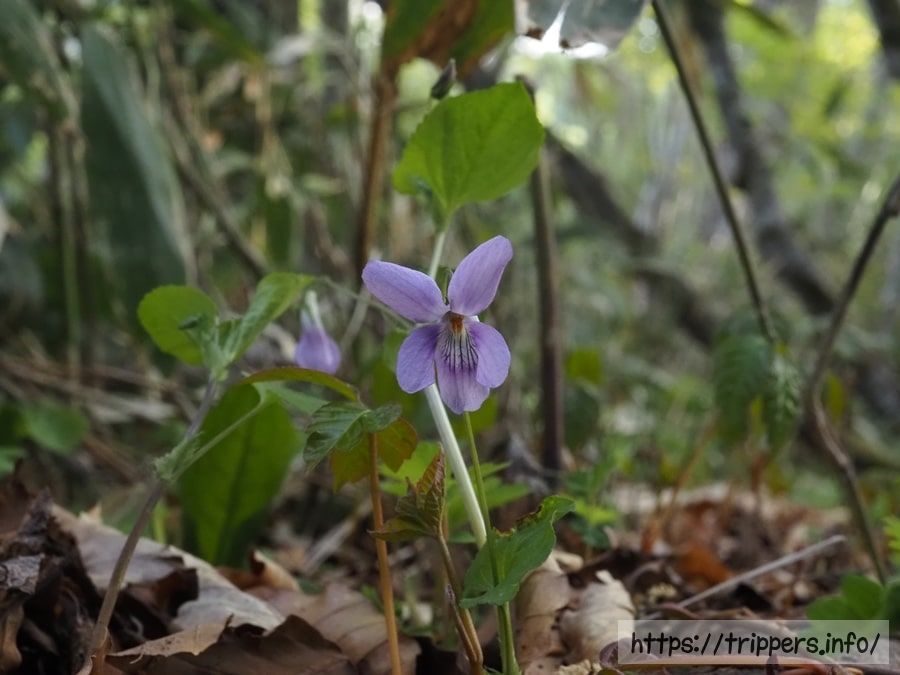 オオタチツボスミレ