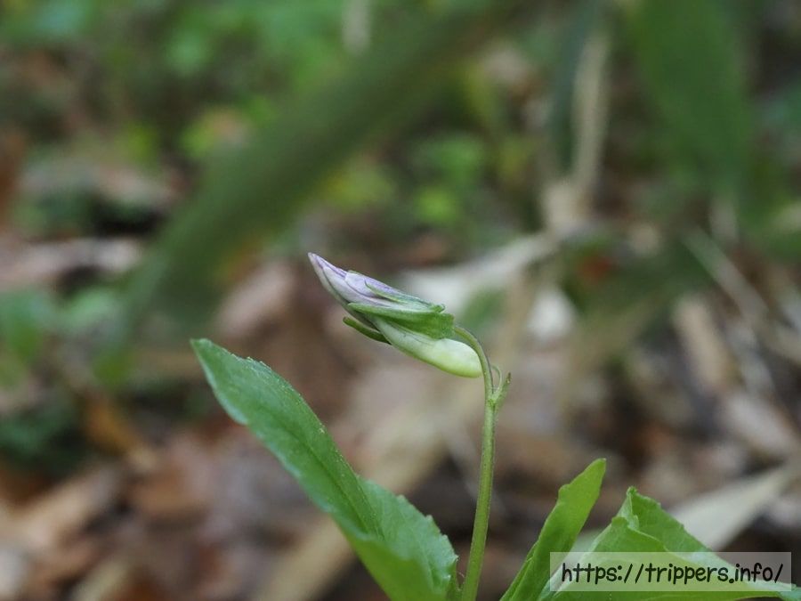 オオタチツボスミレ