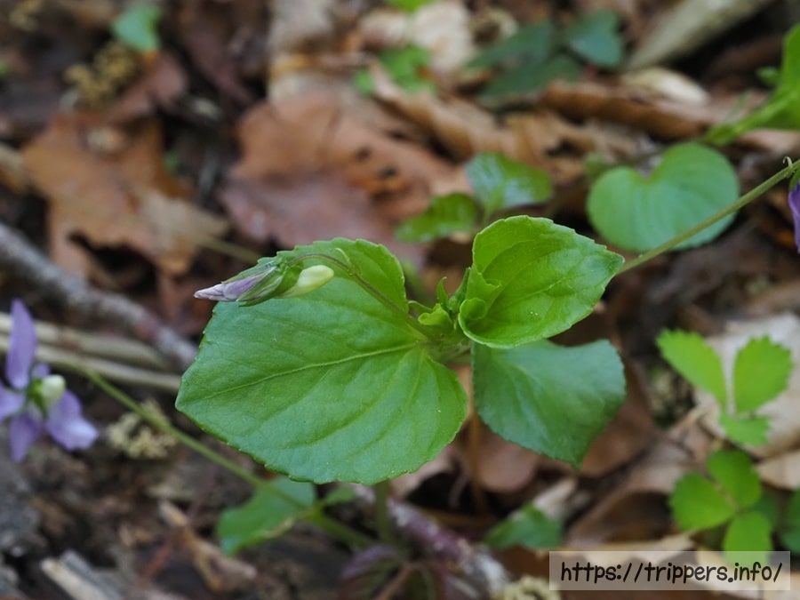 オオタチツボスミレ