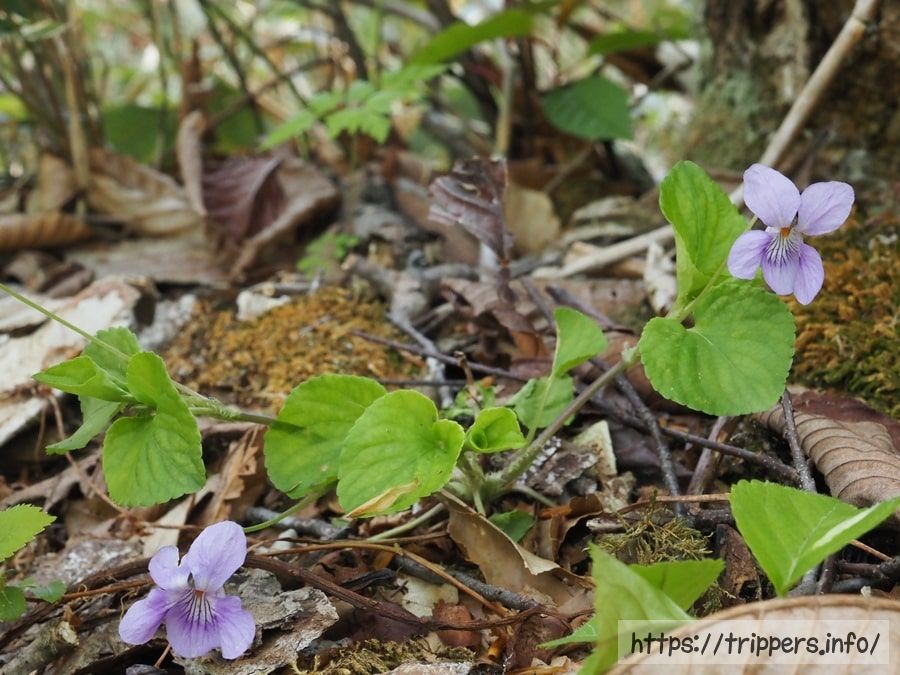 オオタチツボスミレ