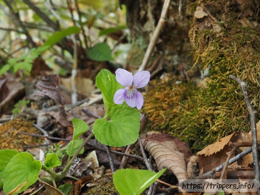 オオタチツボスミレ