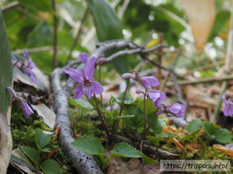 ミヤマスミレの花