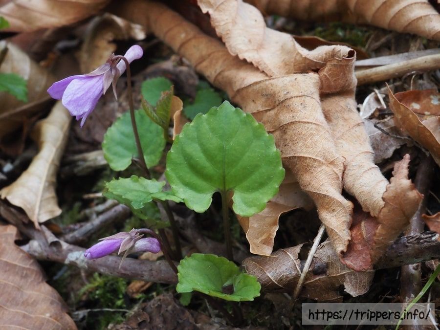 ミヤマスミレの葉