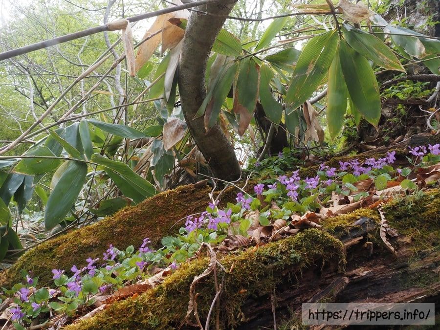 ミヤマスミレの群生