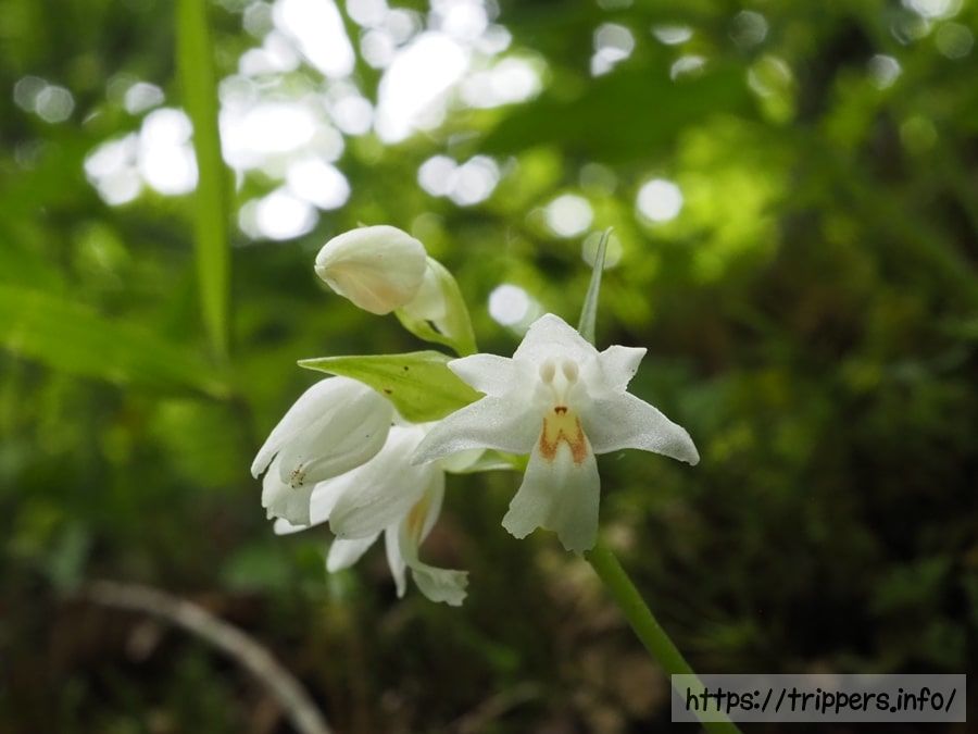 オノエランの花